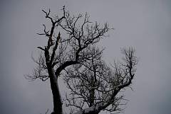 IMGP0731.JPG