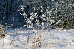 IMGP1137.JPG