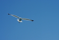 IMGP5316.JPG