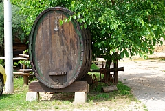 IMGP5554.JPG
