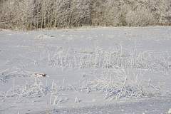 IMGP4413.JPG